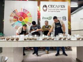 Pesquisa identifica os melhores clones de café para produção em Mato Grosso_6609a616a1a3e.jpeg